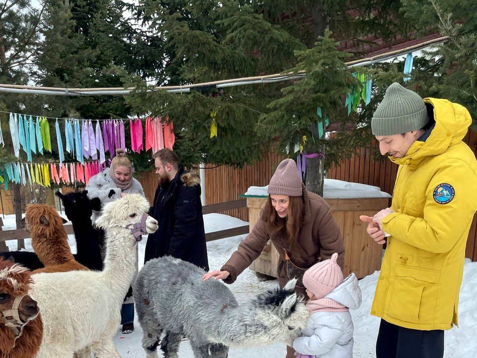 Гости общаются с альпаками во время прогулки по ферме